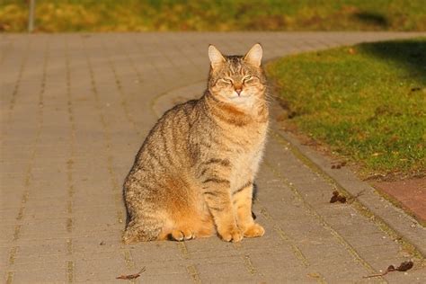 Image result for JavaScript Imagery