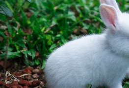 Image result for Wild Rabbit White Background