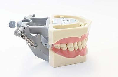 Plutusdental Dental Anatomy Typodont Educational Model 860 with India ...