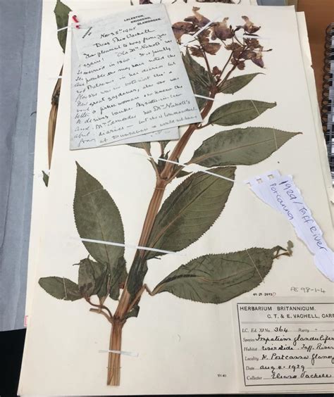 7. What is Herbarium? - Brainly.in