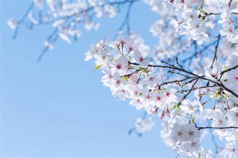 描写春分的诗句古诗 关于春分的诗词精选 - 天气网