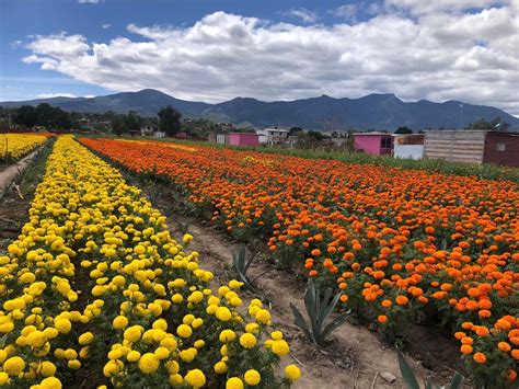Dia de Los Muertos 2024 (Day of the Dead), Oaxaca, 27 October to 3 ...