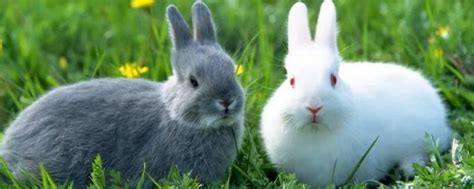 小兔子的绝招是什么 - 业百科