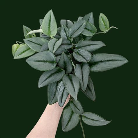Scindapsus Treubii 'Moonlight'