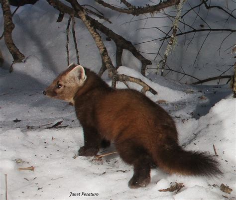 Marten Vs Marmot at Gayla Wilson blog