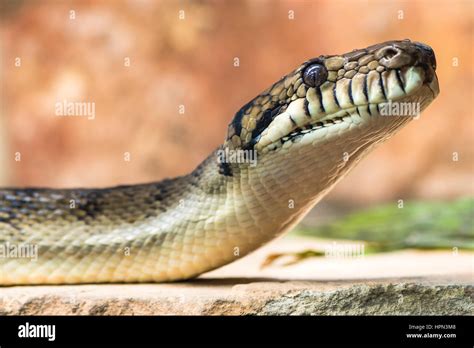 Pythonidae Ball Python 的图像结果