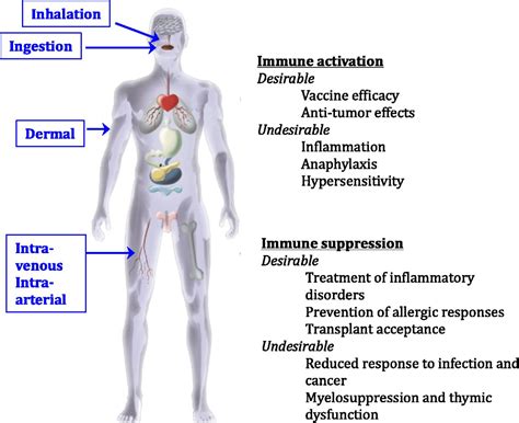 Ppt The Immune System Innate And Adaptive Body Defenses Powerpoint ...