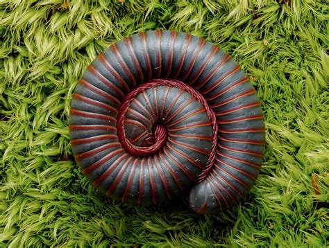 Narceus americanus (American Giant Millipede)