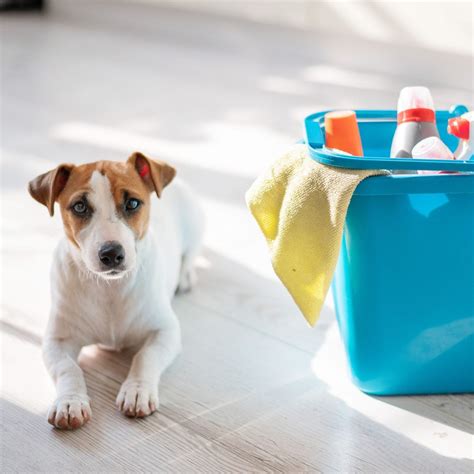 Pet Safe Disinfectant Cleaner at Brenda Ferri blog