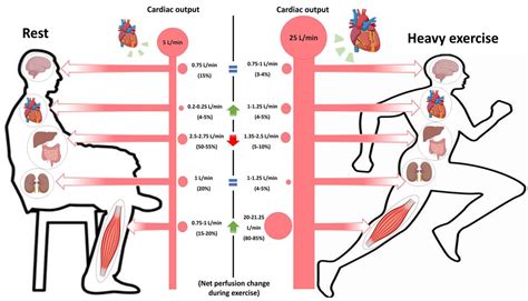 Increase Cardiac Output