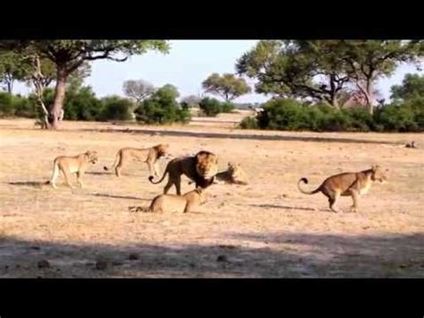Brutal killing of Zimbabwe's famous lion Cecil sparks international outrage
