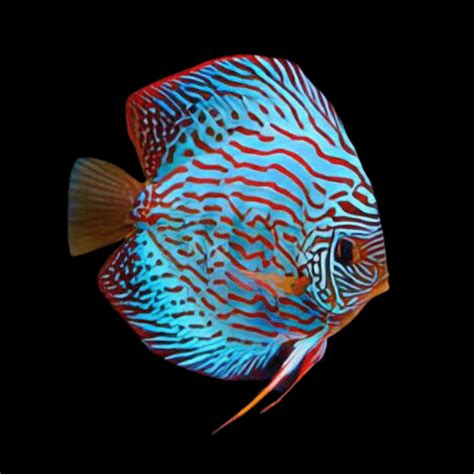 Image result for Turquoise Discus Fish
