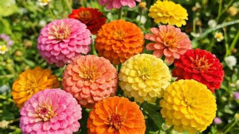 6 bestflowering plants to grow in India this May