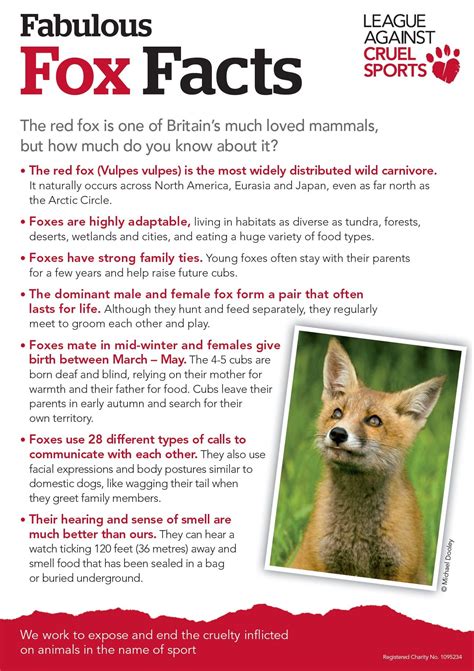 What Are 5 Interesting Facts About Foxes at Donald Mccann blog