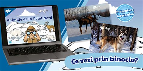 Animale de la Polul Nord: Ce vezi prin binoclu?