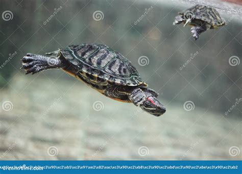 Red-eared, Aquarium Turtle Swims Under the Water Rowing His Paws Stock ...