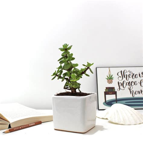 Good Luck Vastu Jade Crassula Plant - Buy Live Home Plant Online India ...