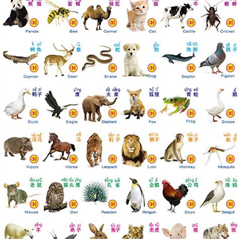 帮宝宝双语识动物的好方法_书城父母版首页_教育_太平洋亲子网