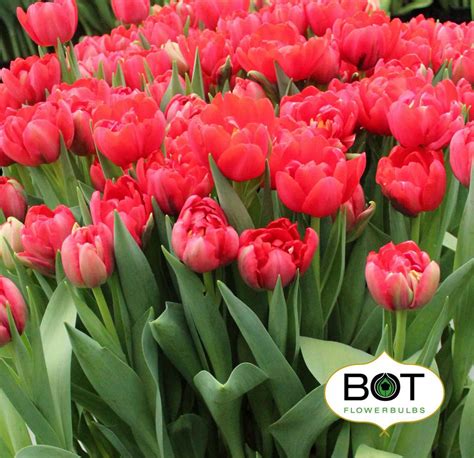 Asian Beauty – Bot Flowerbulbs