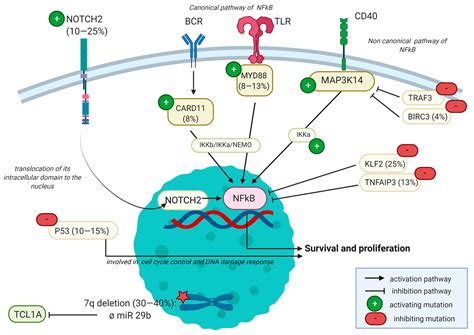 New Insights into the Biology and Diagnosis of Splenic Marginal Zone Lymphomas