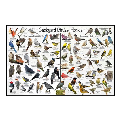 Backyard Birds of Florida Bird Identification Poster Divided Into Year-round Residents ...