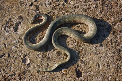 Snakes On A Boat | Nature inFocus