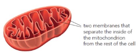 Biology Cell Structure 的图像结果