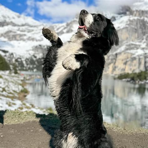Bernorgi | Bernese Mountain Dog & Corgi Crossbreed