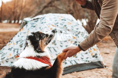 Essential Camping Safety Tips for Pet Owners: Ensuring Your Four-Legged ...