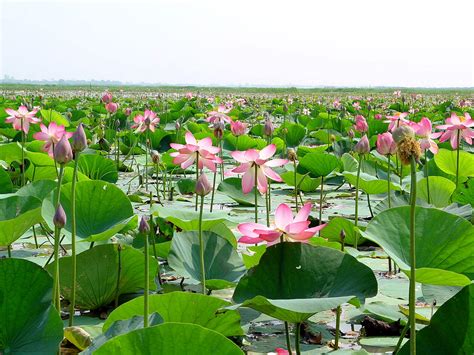 Free picture: Bangladesh, wetland, natural, water, lotus, plants