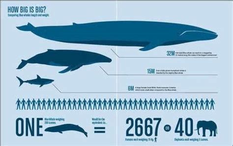 日本借科研之名捕鲸受挫 鲸肉食品去向未明_科学探索_科技时代_新浪网