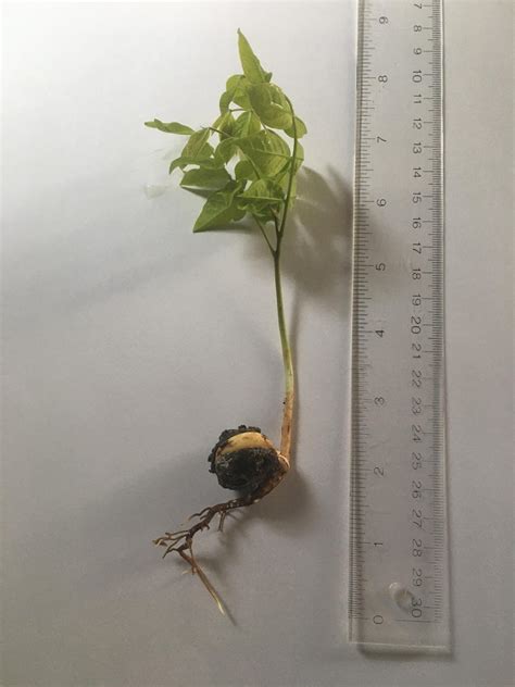 Eastern Pennsylvania (United States) found growing in rocks near creek. : r/whatsthisplant