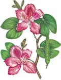 Bauhinia variegata - Herb Information