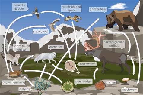 Tundra Food Web
