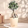 Ugaoo Ficus Bonsai Live Plant for Home Indoor with Self Watering Pot ...
