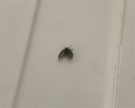 Tiny Moths In My Bathroom How To Get Rid Of Drain Flies Australia In 3