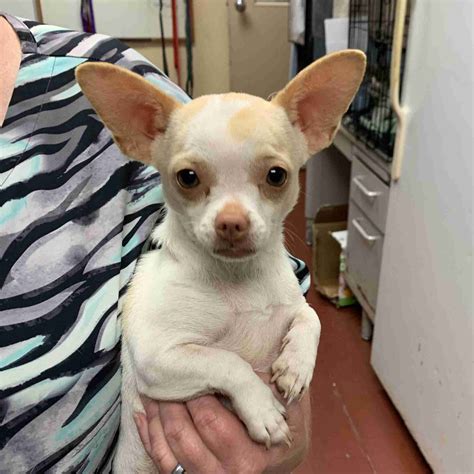 Betty 62686 – Humane Society of Wicomico County