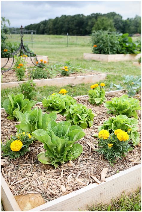 How to kill weeds naturally (and grass too!) in garden beds