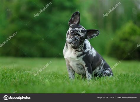 What Is The Rarest Color Of French Bulldog