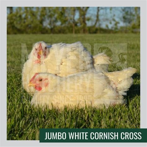 White Cornish Cross Chickens Chickens