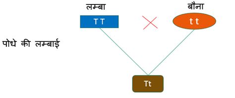 मेंडल के नीयम