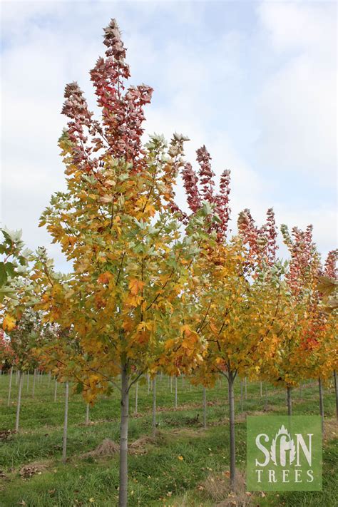 Acer x freemanii 'Celzam' - Spring Grove Nursery