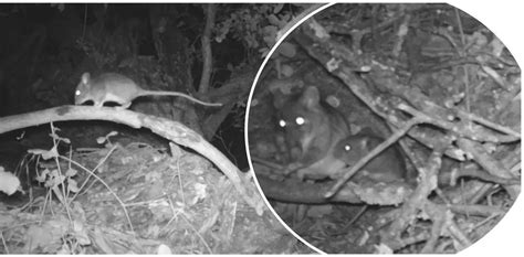 Natural History Note: Camera trapping reveals the impact of fuel ...