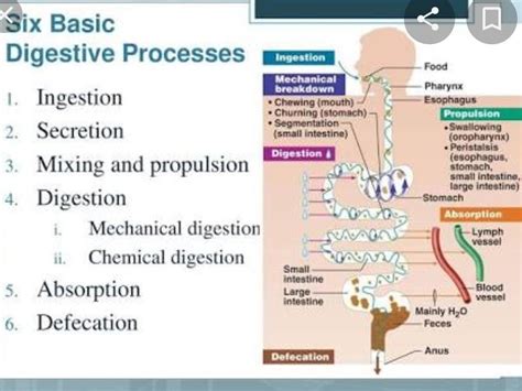 if the cells of small intestine are coated then what will affect ...