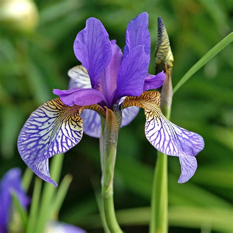 When to plant iris bulbs - what the experts say | Ideal Home
