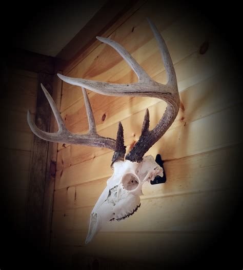 European Skull Mount Hanger *The EuroHanger* Deer Skull Hook | eBay