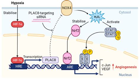 PLAC8-Mediated Activation of NOX4 Signalling Restores Angiogenic ...