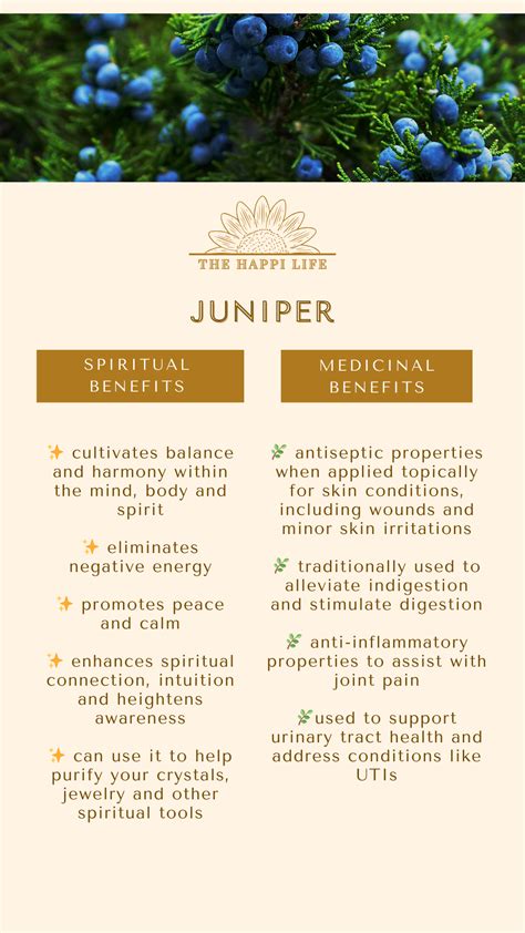Exploring the Spiritual and Medicinal Wonders of Juniper in 2024 | Healing herbs, Juniper, Herbalism