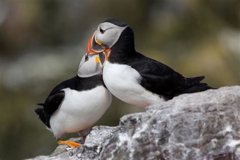 Climate Change Spells Peril for Puffins (Updated) • The National ...