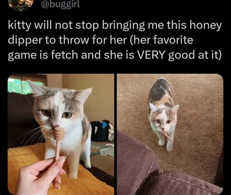 Image result for Fixed and Dynamic Array Example